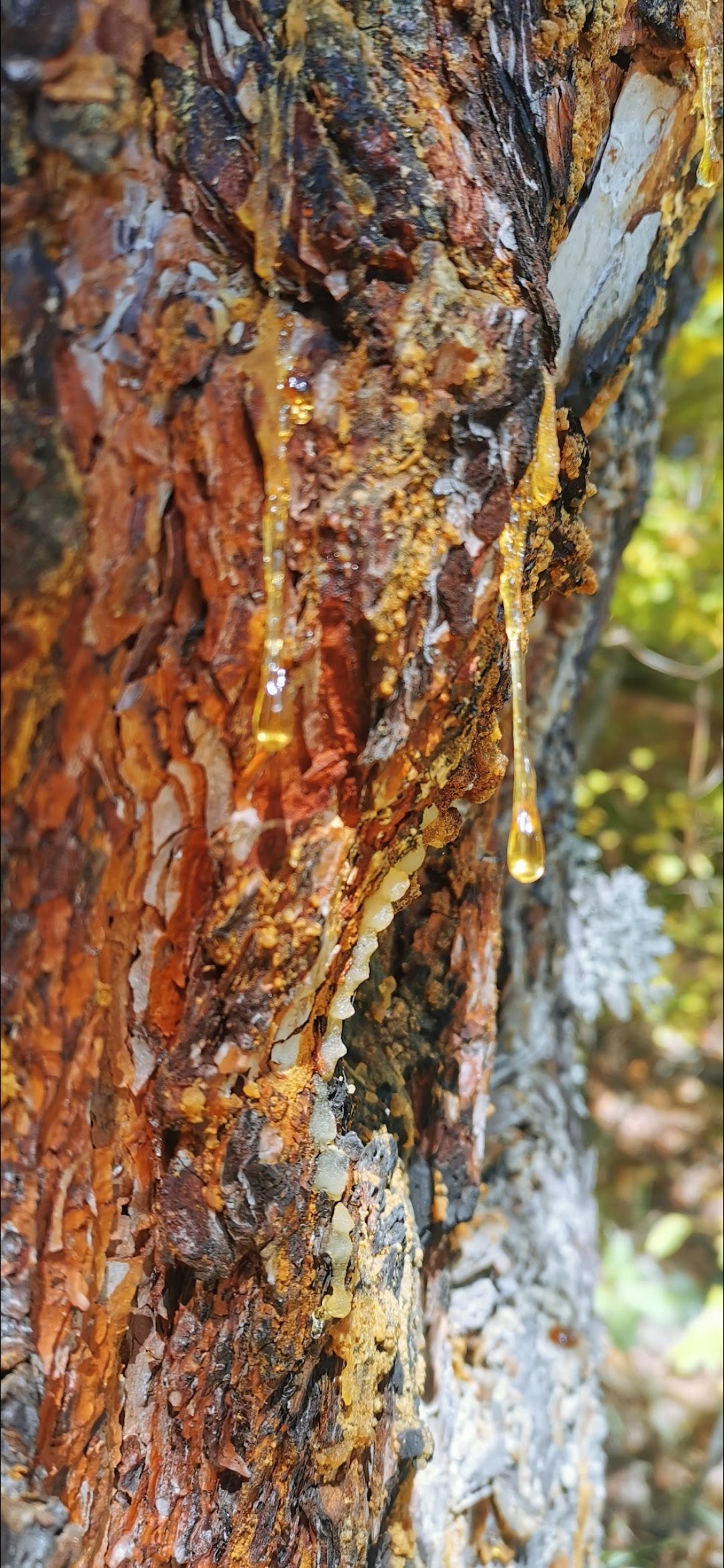 ''Silvan'' natural perfume